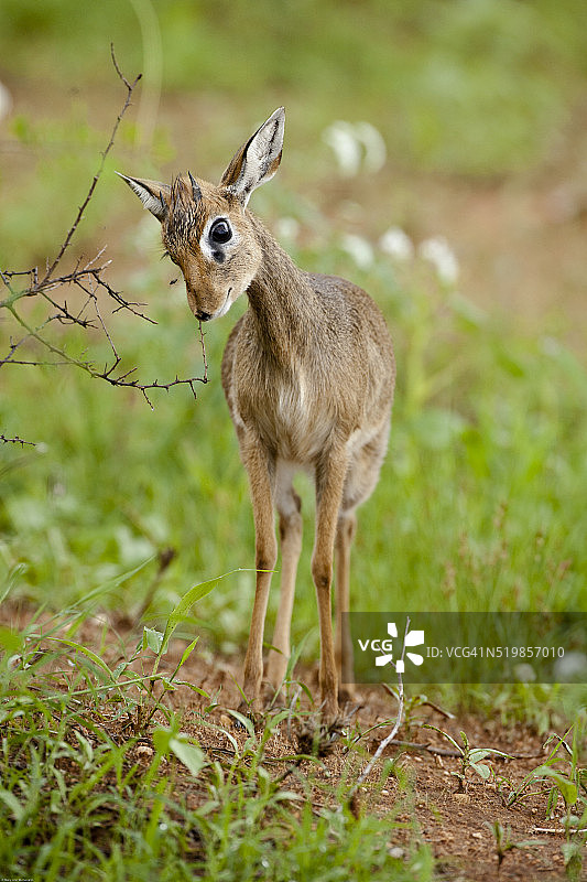肯尼亚桑布鲁草原上的冈瑟氏小羚图片素材
