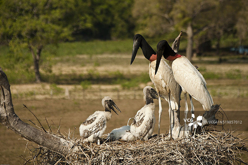美洲鹳，巴西潘塔纳尔湿地鸟巢及雏鸟图片素材