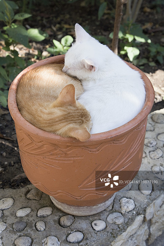 在帕莱奥卡斯特里察修道院花盆里睡觉的小猫图片素材