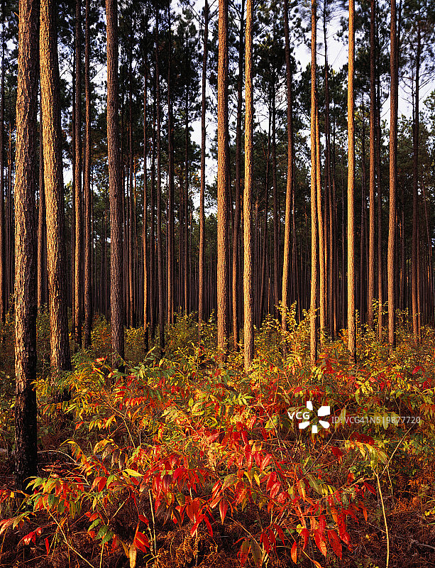 夕阳下的火炬松和漆树图片素材