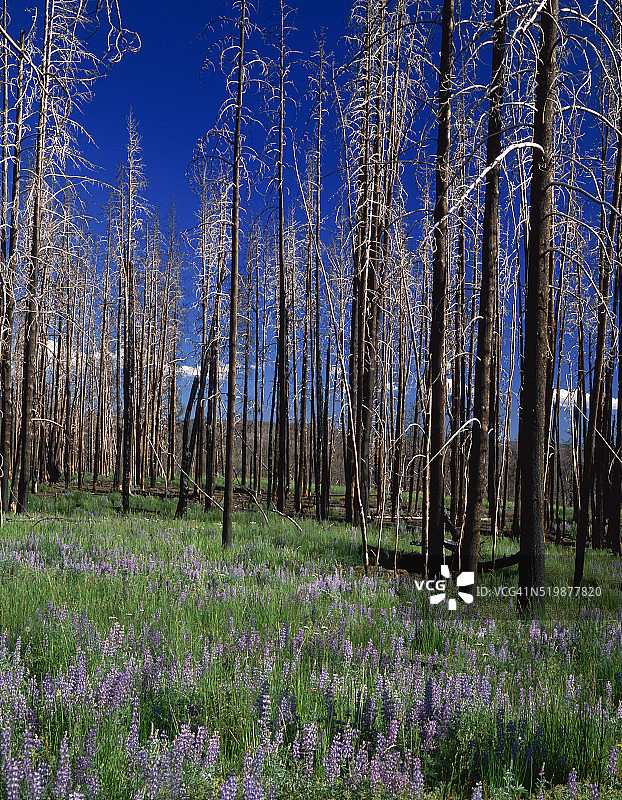 烧毁森林中的羽扇豆图片素材