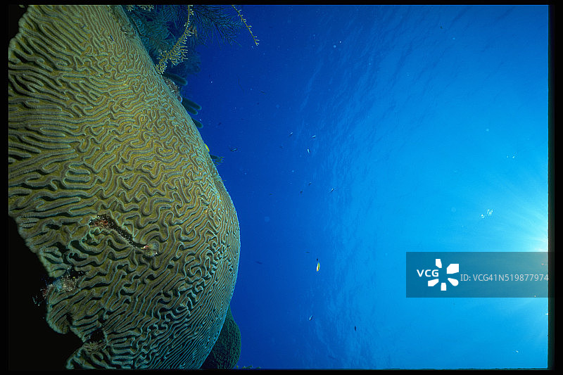 脑珊瑚图片素材