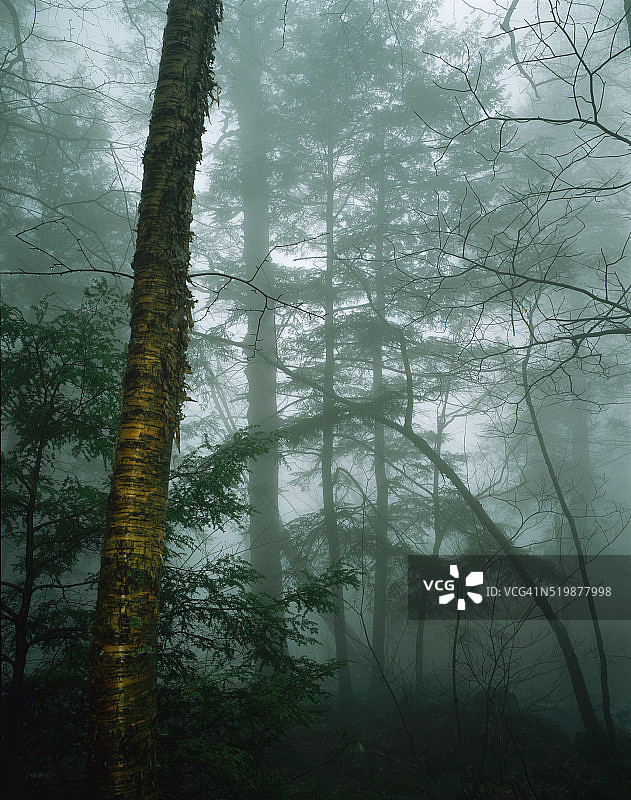 雾中的森林图片素材