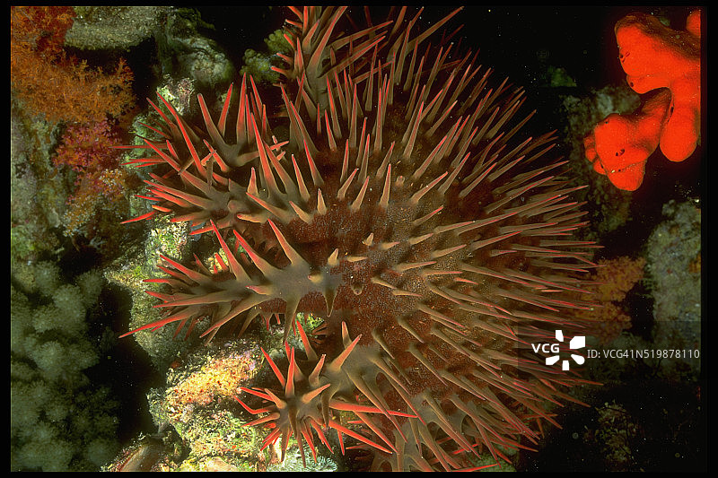 荆棘海星图片素材
