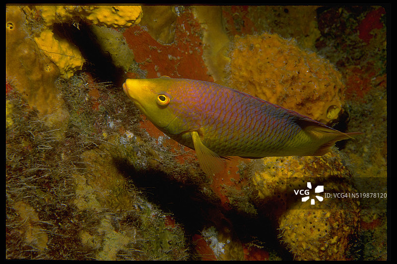 西班牙猪鱼图片素材