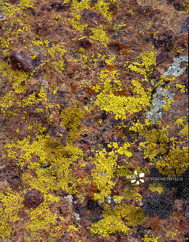 火山岩上的地衣图片素材