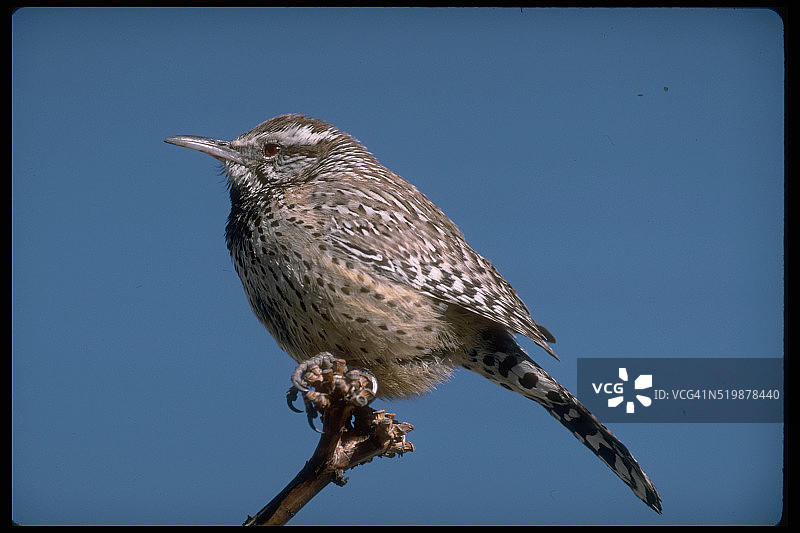 棕曲嘴鹪鹩图片素材