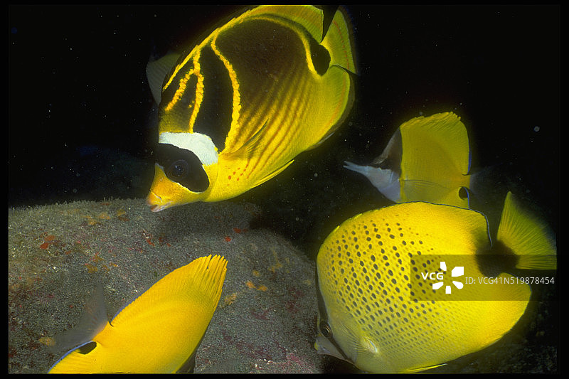 强盗鱼、小米种子和长吻蝴蝶鱼图片素材