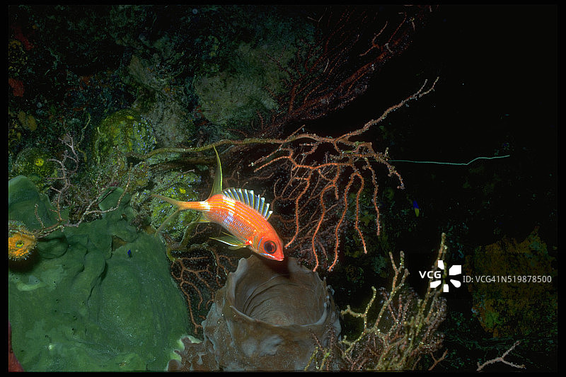 松球鱼图片素材