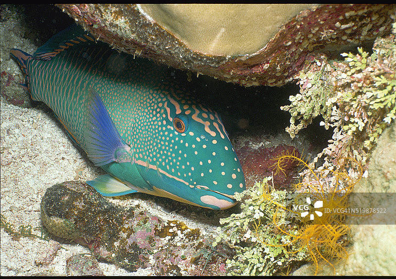 双色鹦嘴鱼图片素材