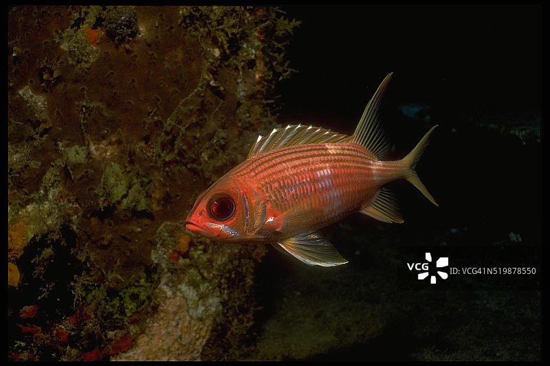 松球鱼图片素材