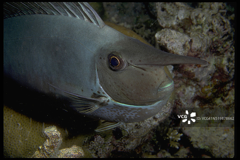 独角鱼图片素材