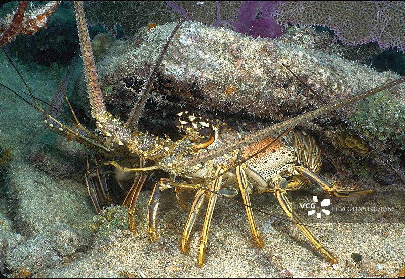 多刺龙虾图片素材