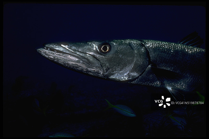 大梭鱼图片素材