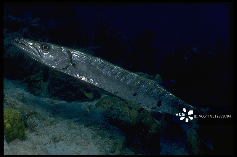 大梭鱼图片素材