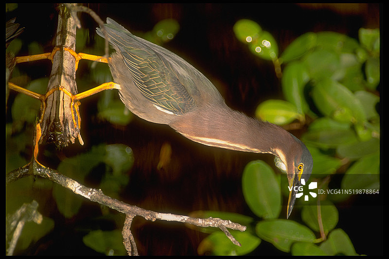 绿背鹭图片素材