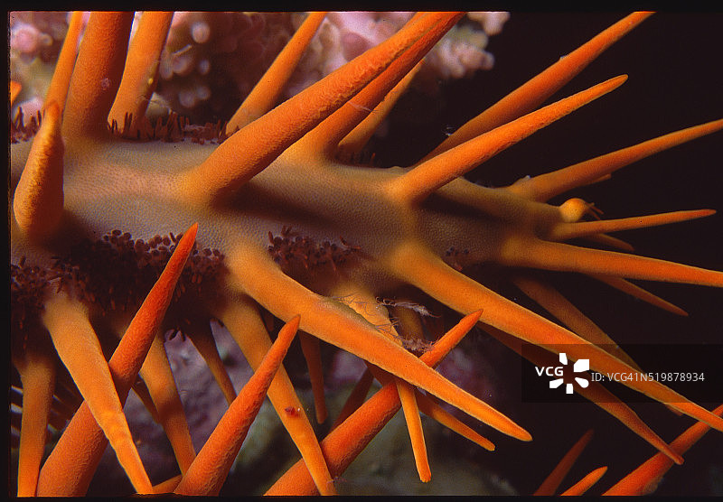 棘冠海星特写图片素材