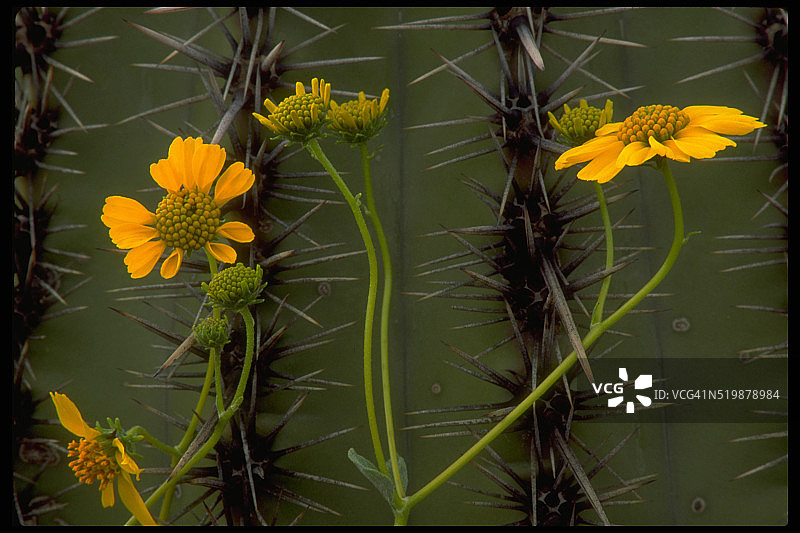 脆灌木花和巨人柱仙人掌刺图片素材