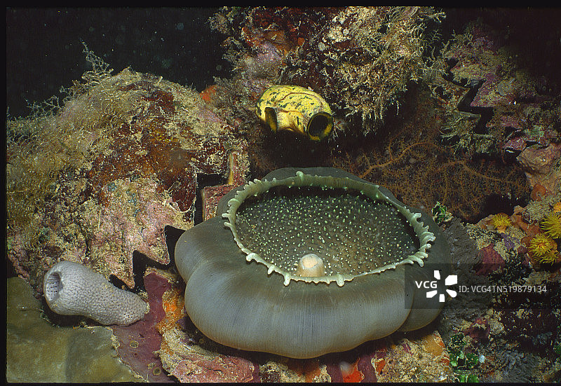 银莲花、被囊动物、牡蛎和海绵图片素材