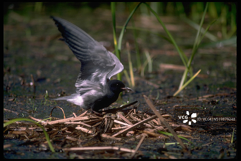 巢穴中的黑浮鸥图片素材