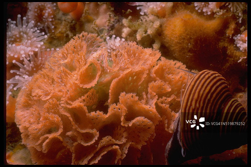 苔藓虫花边图片素材