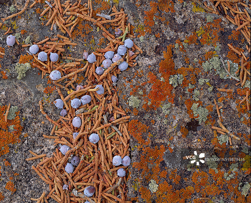 地衣和杜松子图片素材