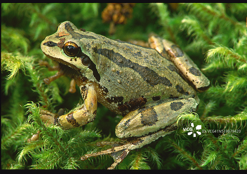 太平洋树蛙图片素材