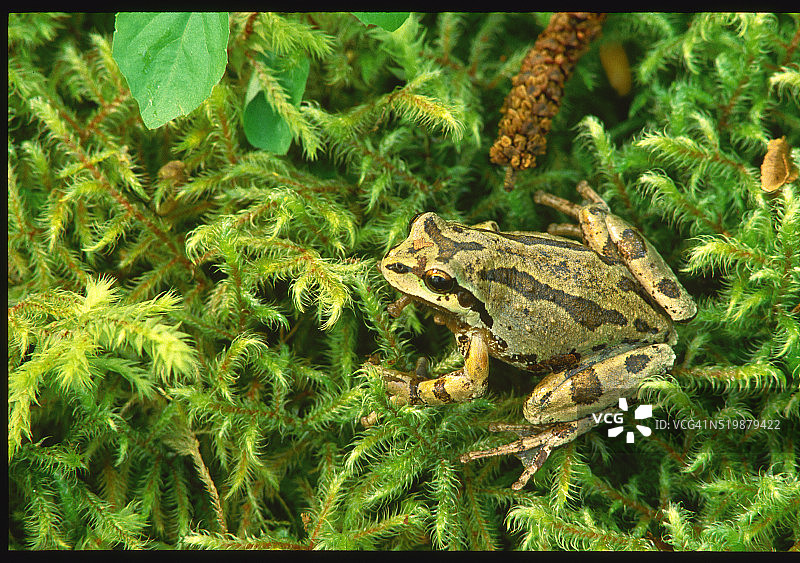 太平洋树蛙图片素材