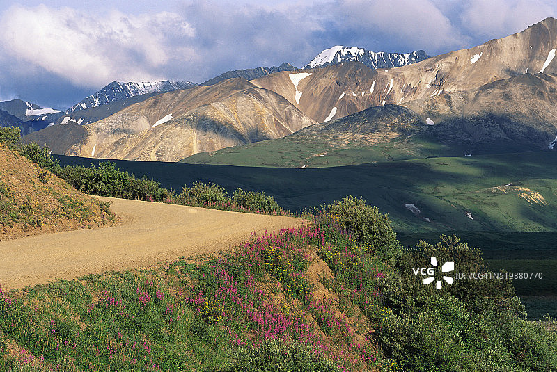 德纳里国家公园路边生长的柳兰图片素材