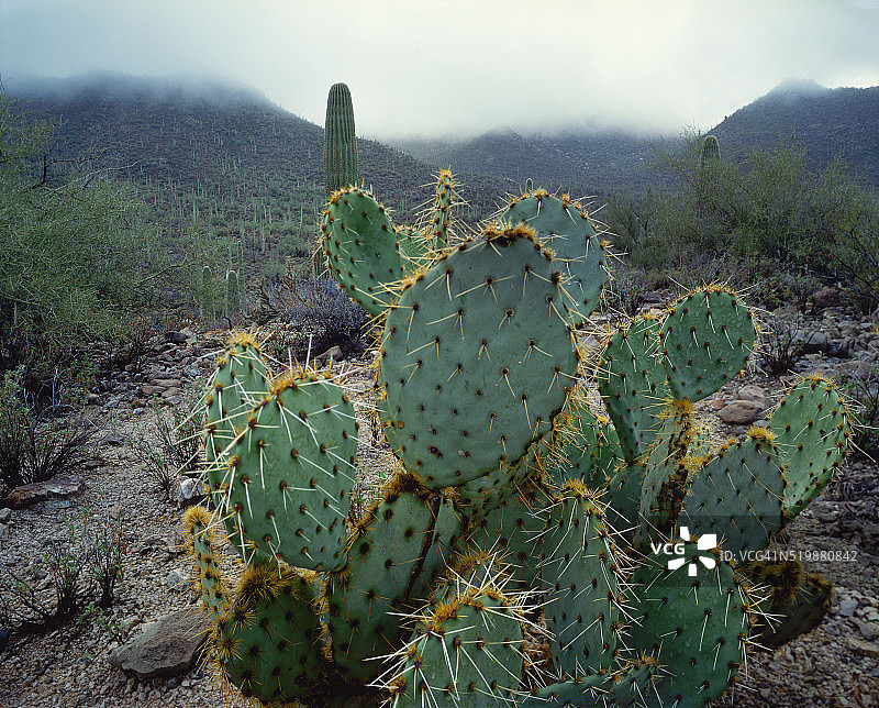 雨落仙人掌图片素材