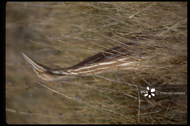 美国卤图片素材