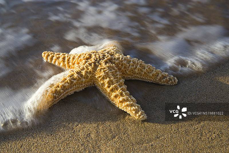 沙滩上的海星图片素材