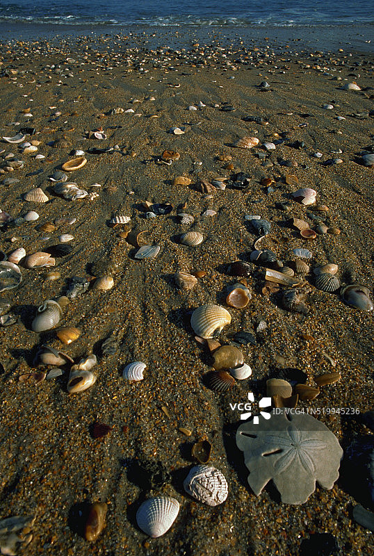 哈特拉斯海滩上的贝壳图片素材