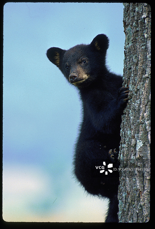 美洲黑熊幼崽图片素材