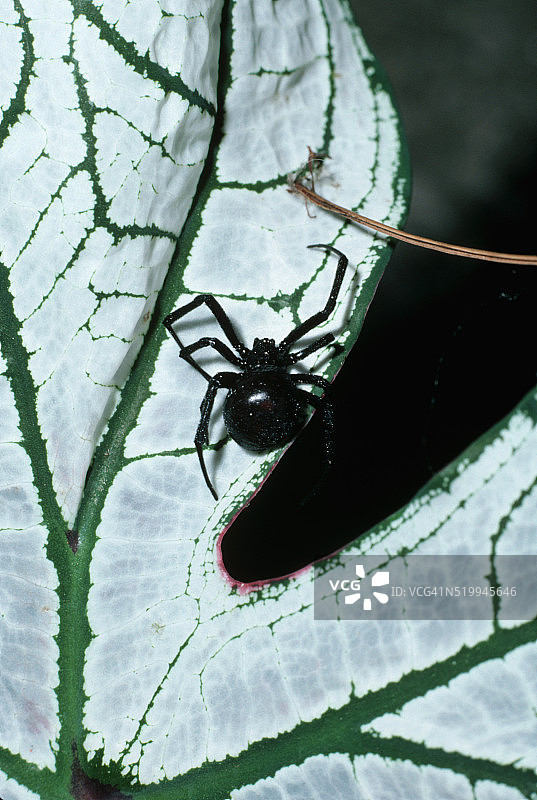 黑寡妇蜘蛛图片素材