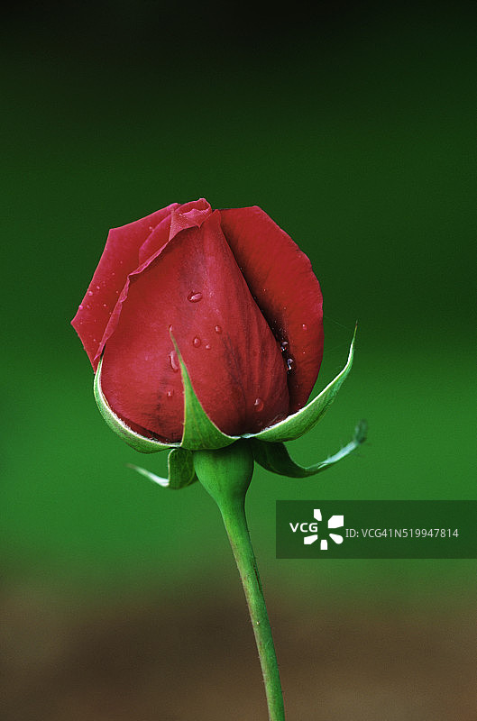 红玫瑰图片素材