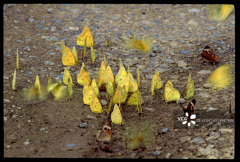 聚集在地上的普通硫磺蝶图片素材