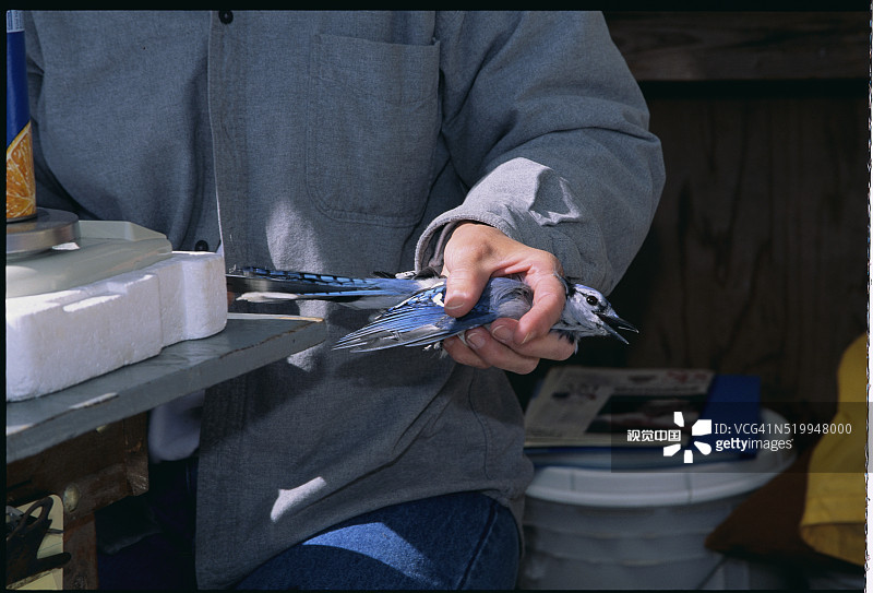 女人给蓝鸟套上环图片素材