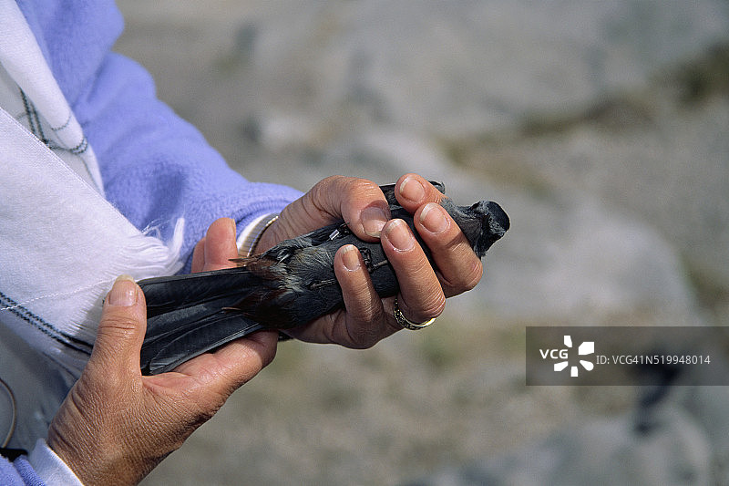 拿着小鸟的女人图片素材