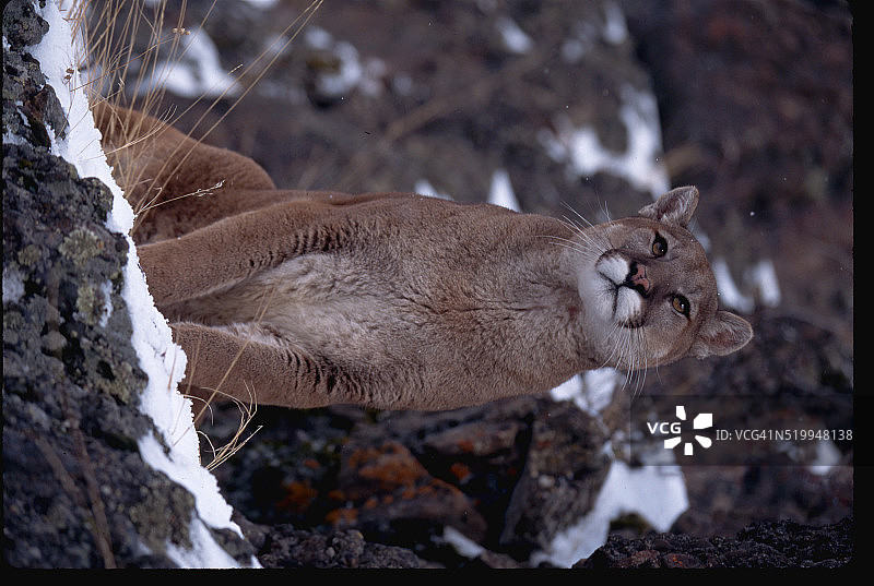 雄性美洲狮图片素材