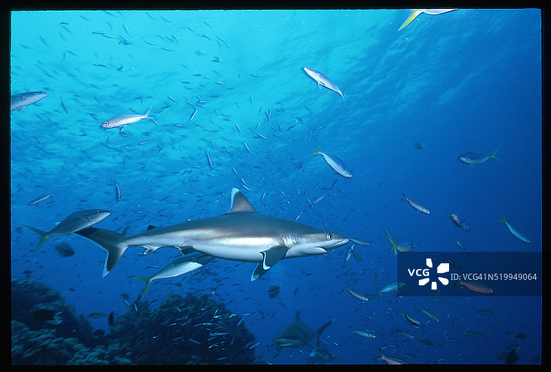 白鳍礁鲨游泳图片素材