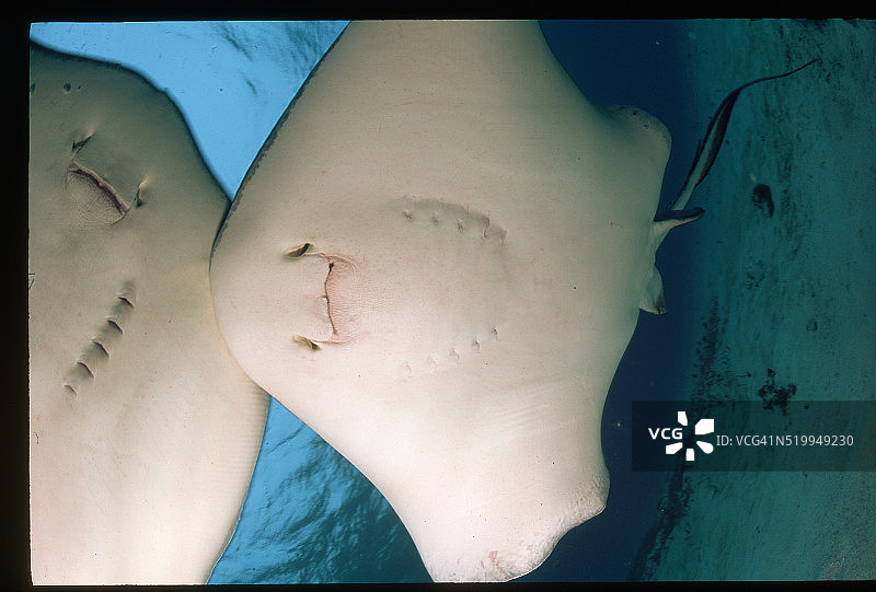 滑翔的南方黄貂鱼图片素材