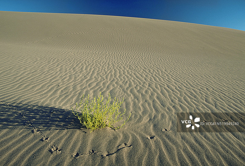 布鲁尼奥沙丘上的鸟足迹图片素材