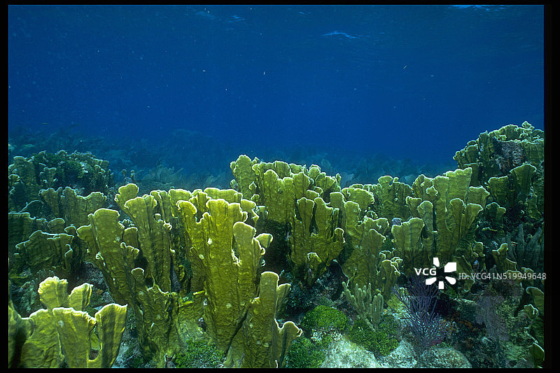 佛罗里达群岛的火珊瑚图片素材