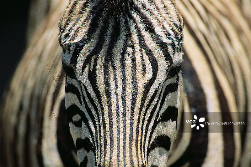 野生动物园的达马拉斑马图片素材