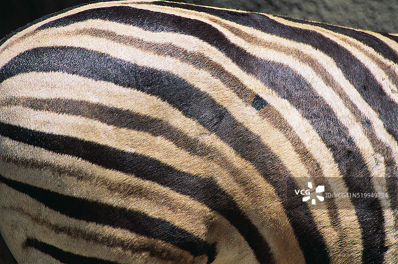 野生动物园里的达马拉斑马图片素材