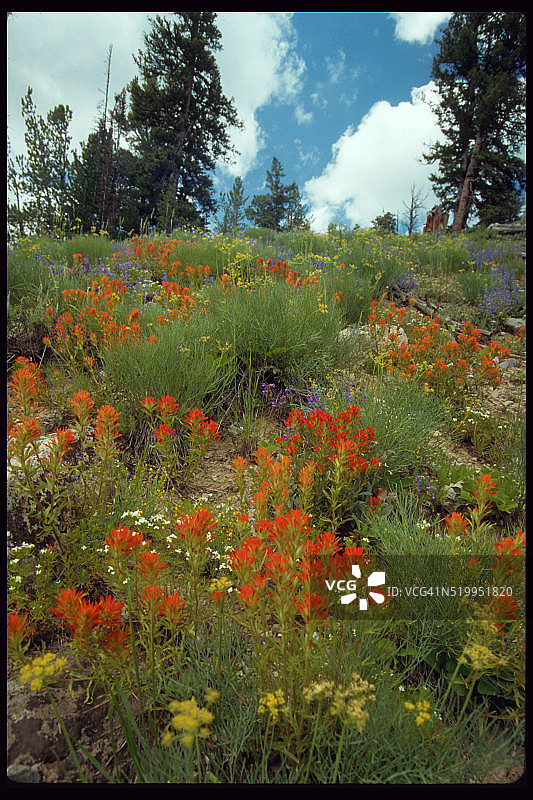 熊河山脉的草地野花图片素材