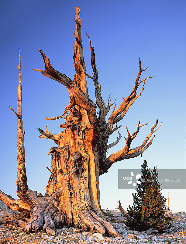 远古狐尾松枯树图片素材