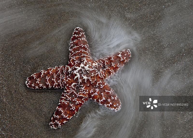班登海滩退潮时环绕海星的冲浪图片素材