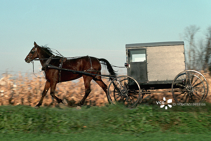 阿米什马车图片素材